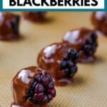 chocolate dipped blackberries