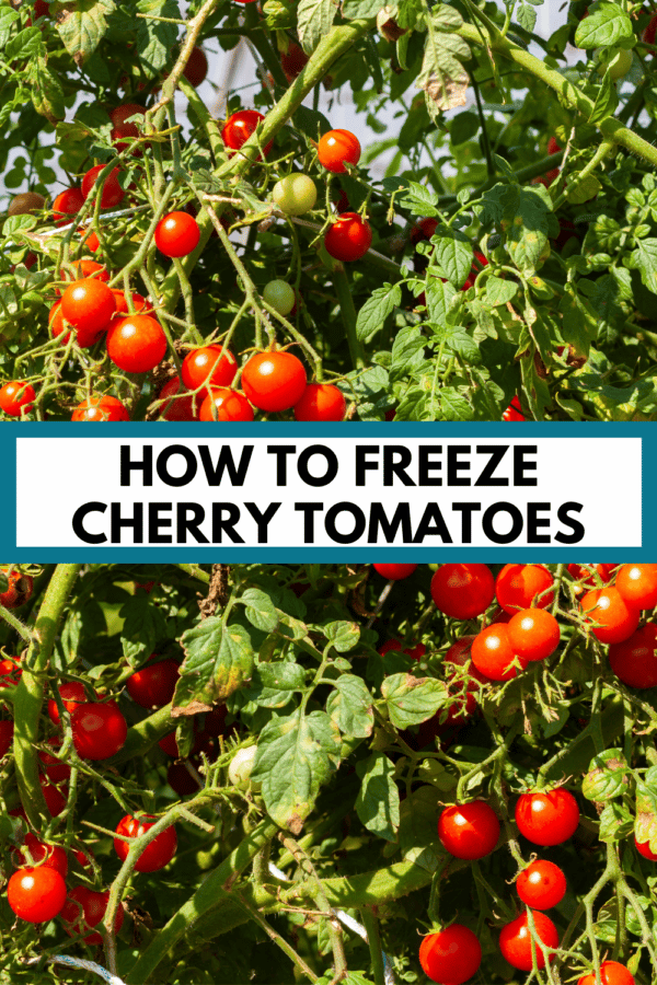 a prolific cherry tomato plant with text overlay, "How to Freeze Cherry Tomatoes"