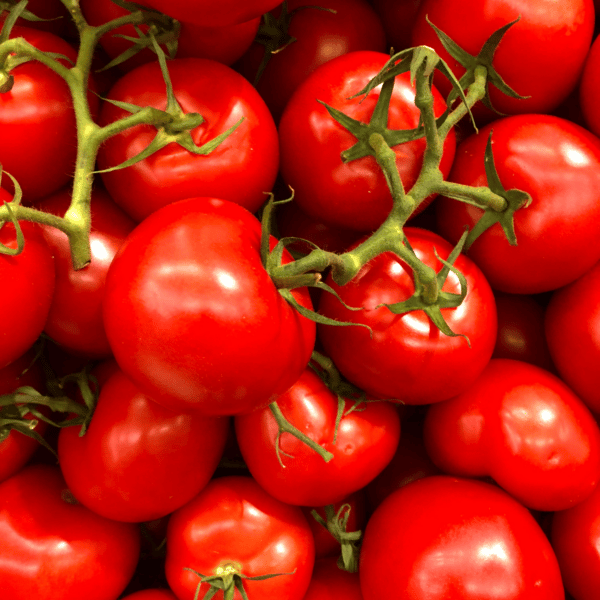 close up of tomatoes on stem