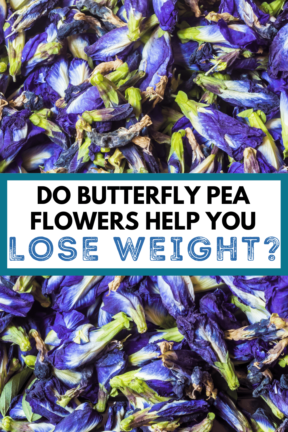 dried butterfly pea flowers with text, "do butterfly pea flowers help you lose weight?"